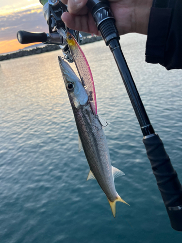 カマスの釣果