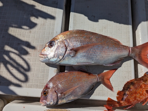 タイの釣果