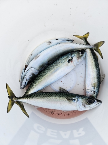 サバの釣果