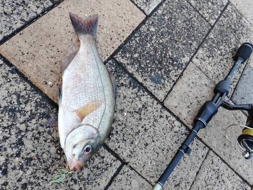 ウミタナゴの釣果