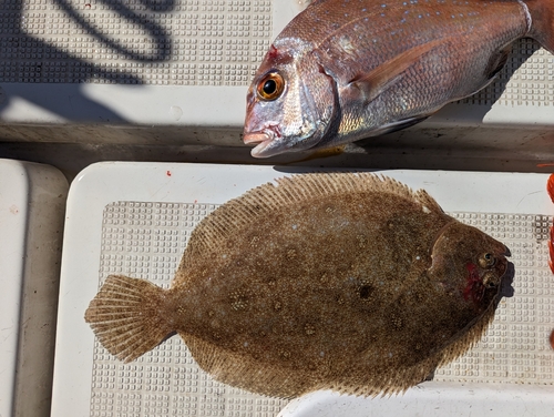 ヒラメの釣果