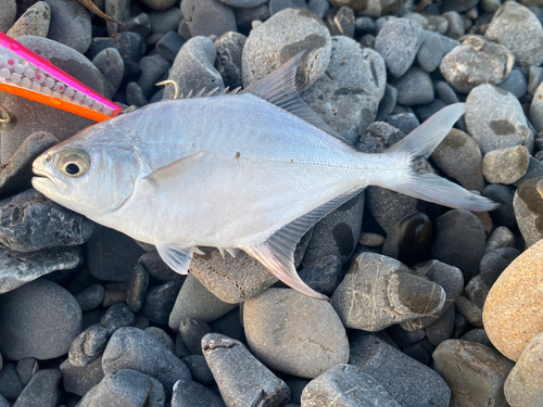 コバンアジの釣果