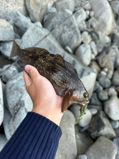 アイナメの釣果