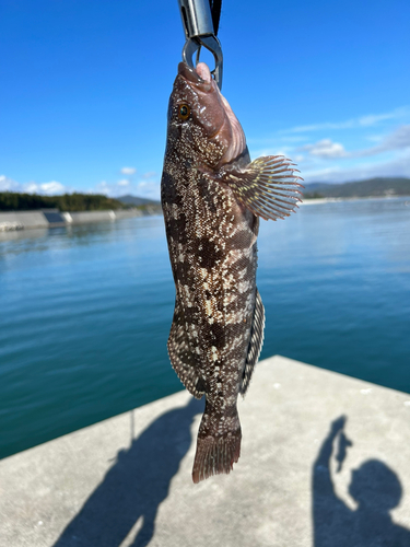 アイナメの釣果