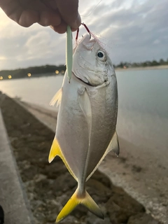 ガーラの釣果