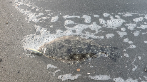 ソゲの釣果