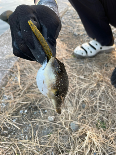 クサフグの釣果