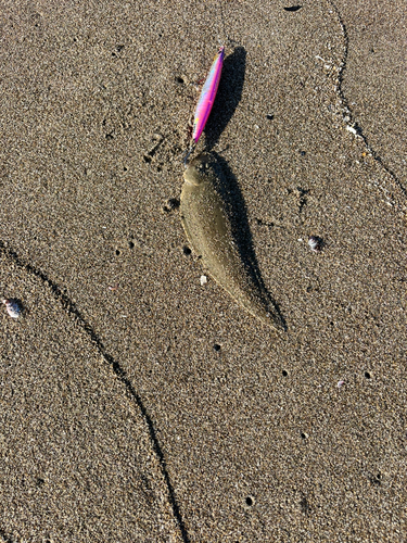 シタビラメの釣果