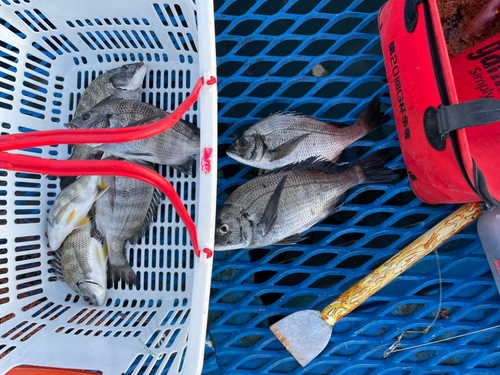 クロダイの釣果