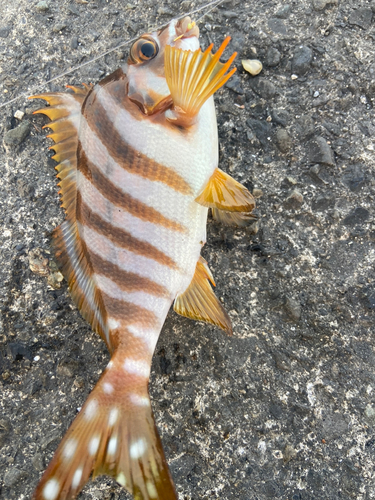 タカノハダイの釣果