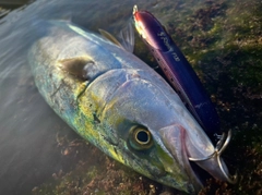 イナダの釣果