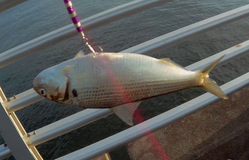 コノシロの釣果