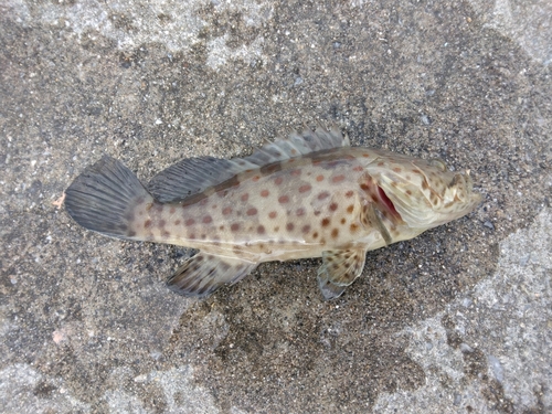 チャイロマルハタの釣果