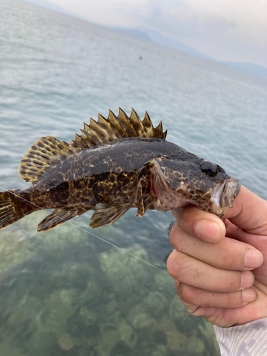 タケノコメバルの釣果