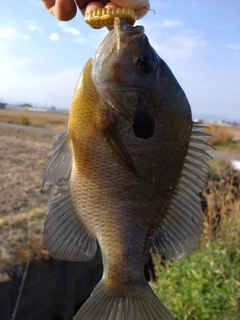 ブルーギルの釣果