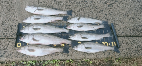 シーバスの釣果