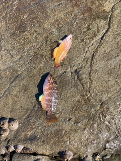 ホシササノハベラの釣果