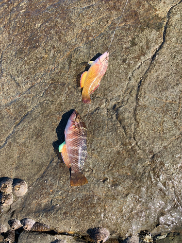 ホシササノハベラの釣果