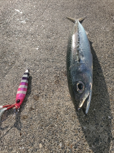 サバの釣果