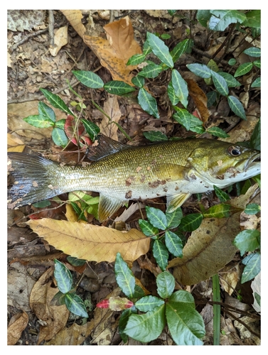 スモールマウスバスの釣果