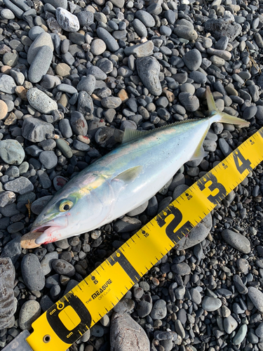 イナダの釣果