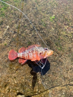 イソカサゴの釣果