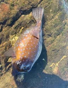 ハコフグの釣果