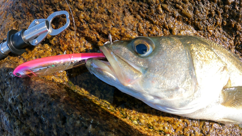 スズキの釣果