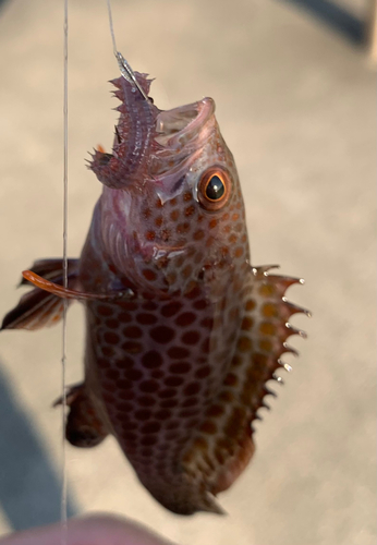 オオモンハタの釣果