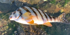 タカノハダイの釣果