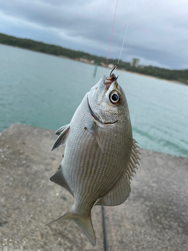 イスズミの釣果