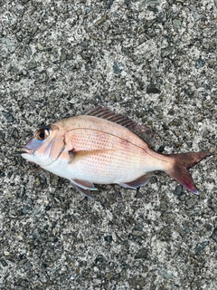 タイの釣果