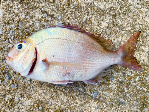 マダイの釣果