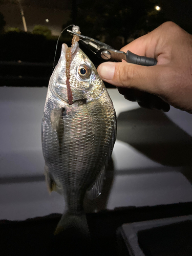 キビレの釣果