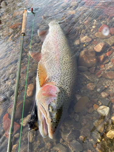 ニジマスの釣果