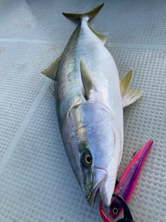 ワラサの釣果