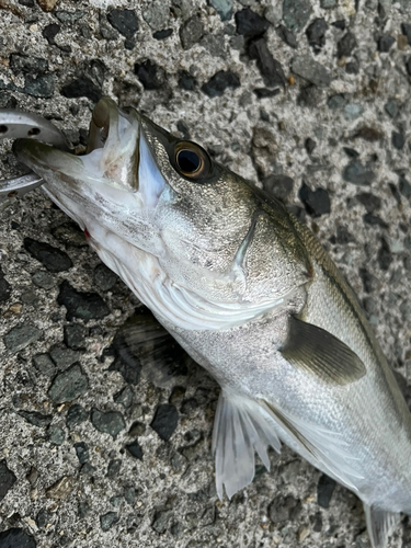 スズキの釣果