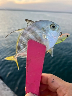 リュウキュウヨロイアジの釣果