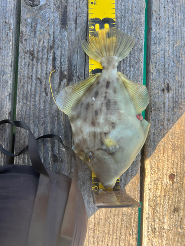 カワハギの釣果