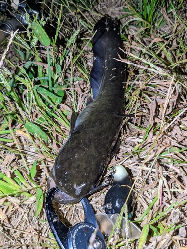 ナマズの釣果