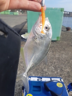 メッキの釣果