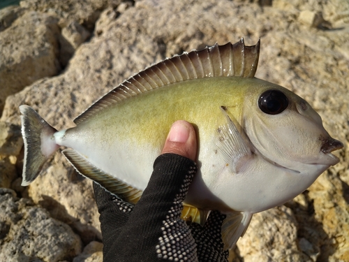 テングハギの釣果