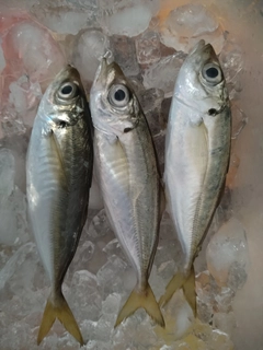 アジの釣果