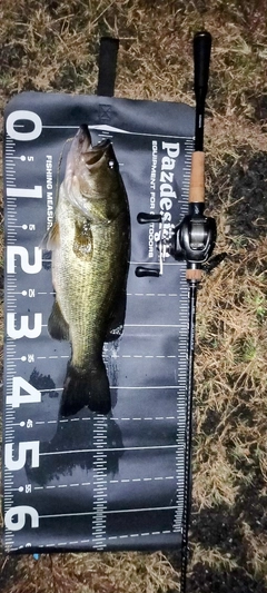 ブラックバスの釣果