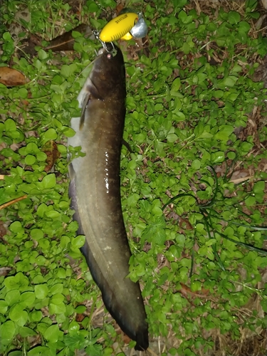 ナマズの釣果