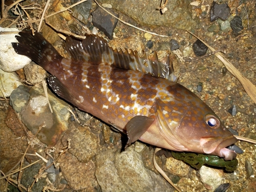 アコウの釣果