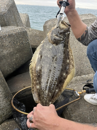 ヒラメの釣果