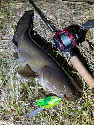 ナマズの釣果