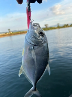 メッキの釣果