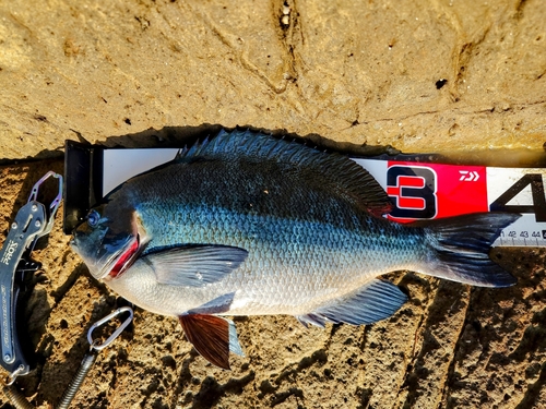 クチブトグレの釣果